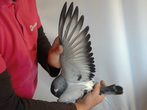 Pigeon image