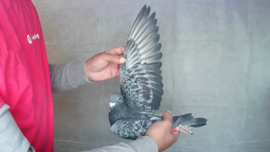 Pigeon image