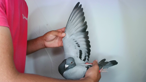 Pigeon image