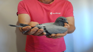 Pigeon image