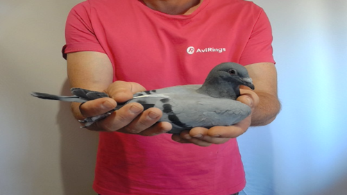 Pigeon image