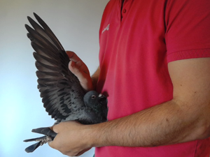 Pigeon image