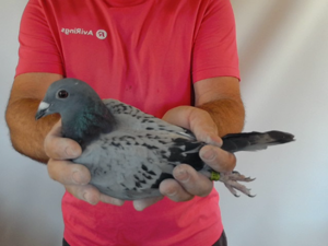Pigeon image
