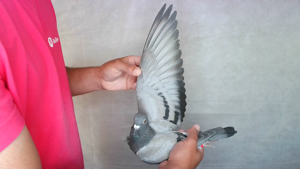 Pigeon image
