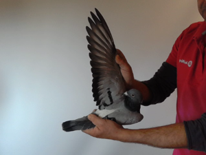Pigeon image