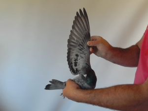 Pigeon image
