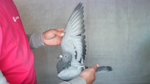 Pigeon image