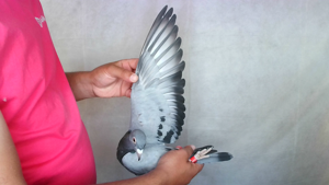 Pigeon image