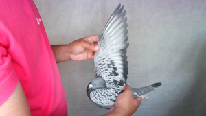 Pigeon image