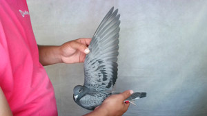 Pigeon image