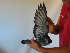 Pigeon image