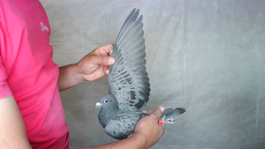 Pigeon image