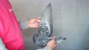 Pigeon image