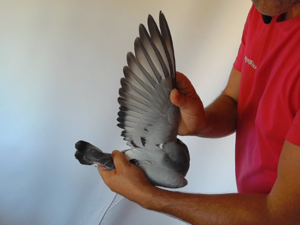 Pigeon image