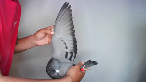 Pigeon image