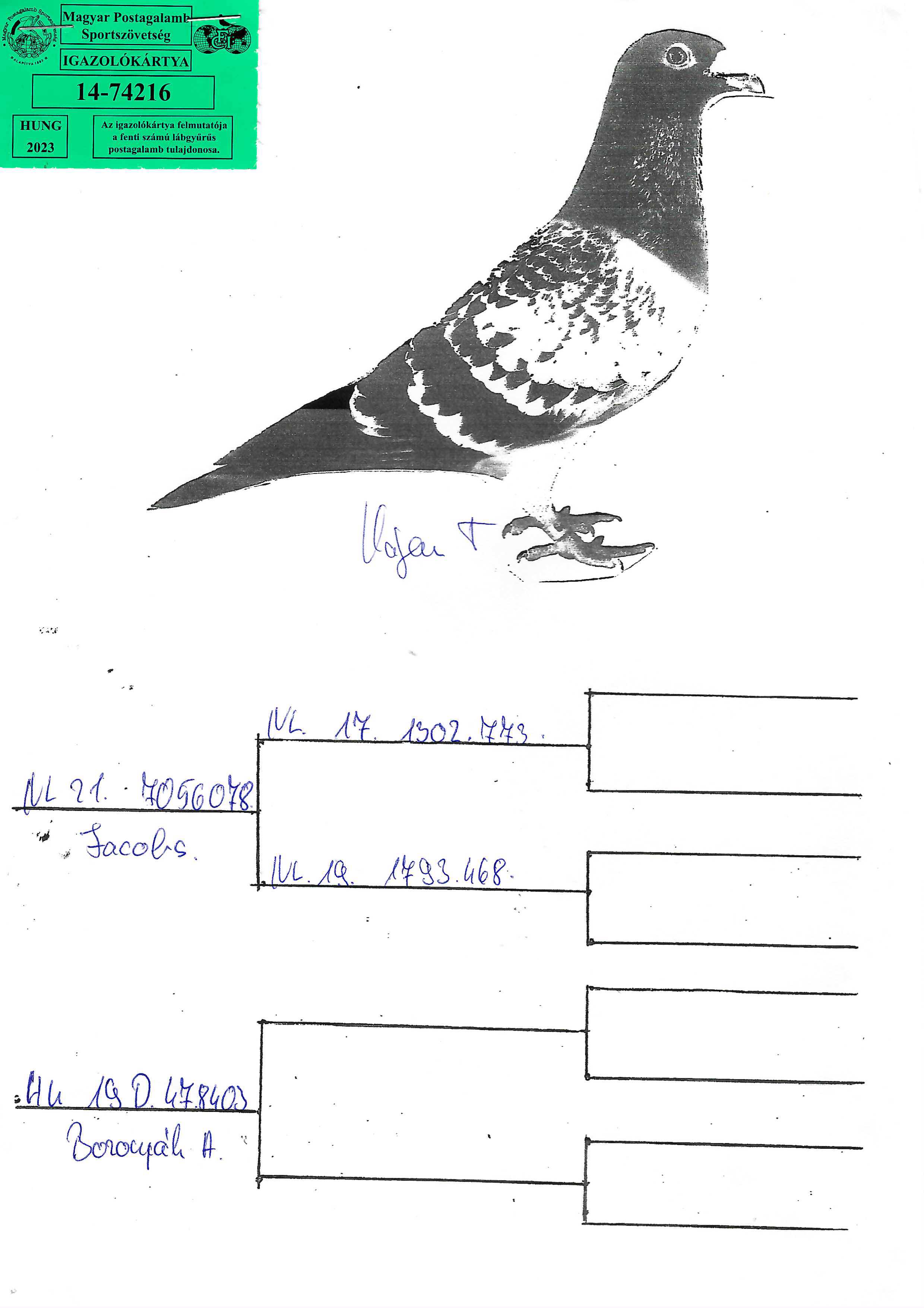 Pigeon pedigree image