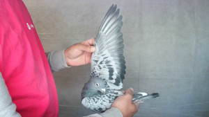 Pigeon image