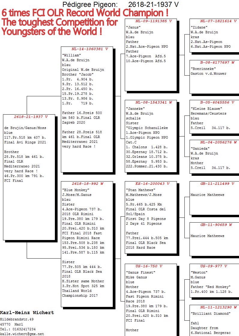 Pigeon pedigree image