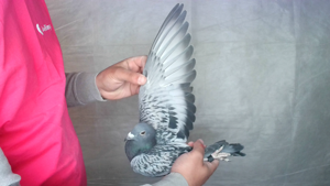 Pigeon image