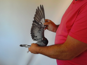 Pigeon image