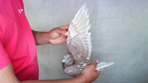 Pigeon image