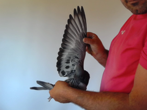 Pigeon image