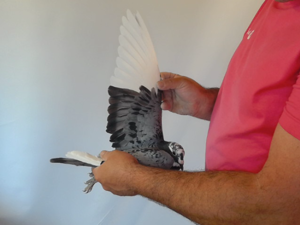 Pigeon image