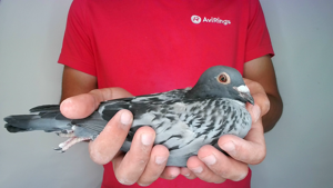 Pigeon image