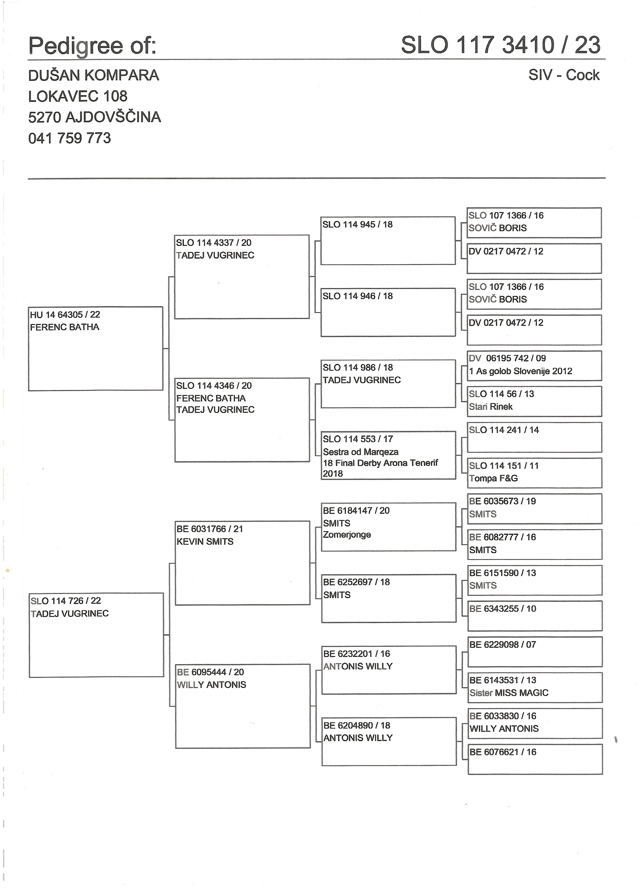 Pigeon pedigree image