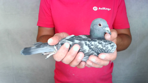 Pigeon image