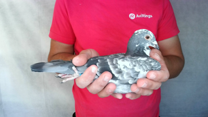 Pigeon image