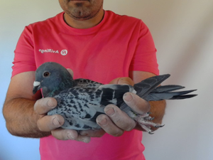 Pigeon image