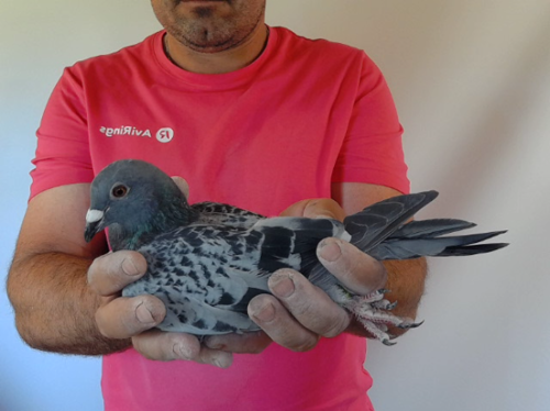 Pigeon image