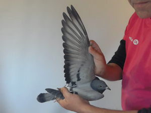 Pigeon image