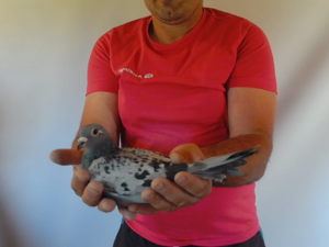 Pigeon image