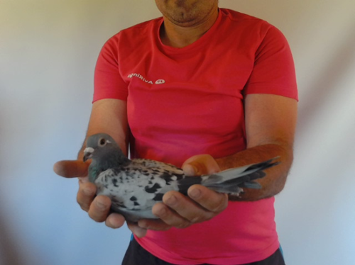 Pigeon image