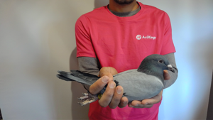 Pigeon image