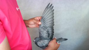 Pigeon image