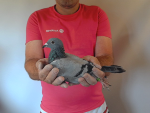 Pigeon image