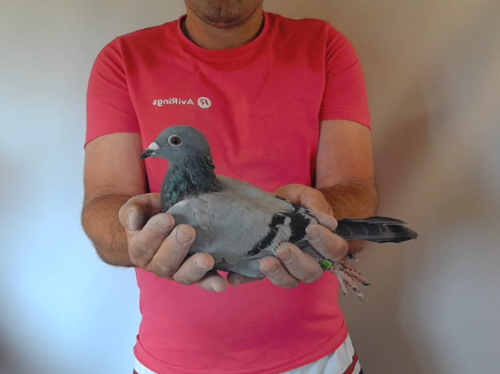 Pigeon image