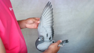 Pigeon image