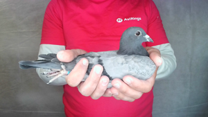 Pigeon image