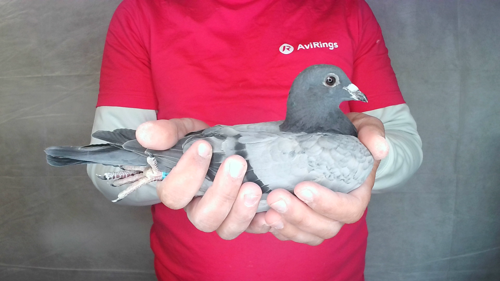 Pigeon image