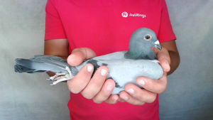 Pigeon image