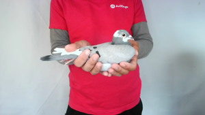 Pigeon image