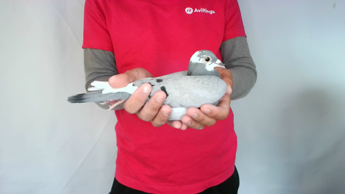 Pigeon image
