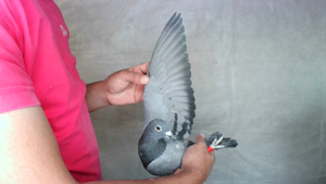 Pigeon image