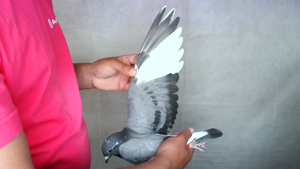 Pigeon image