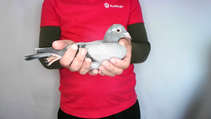 Pigeon image