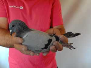 Pigeon image